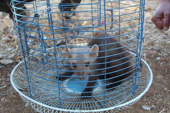 Kümese Giren Gelincik 9 Tavuğu Telef Etti, Hayvan Sahibi Gelinciği Ödüllendirdi