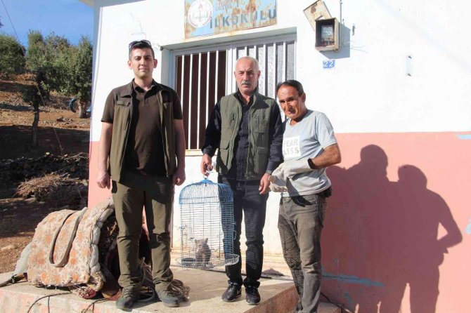 Kümese Giren Gelincik 9 Tavuğu Telef Etti, Hayvan Sahibi Gelinciği Ödüllendirdi