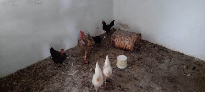 Bağ Evinden Çaldığı Hayvanlar Evinde Bulundu