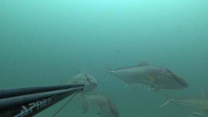 Rekortmen Dalgıç, 40 Kiloluk Boyu Kadar Akya Avladı