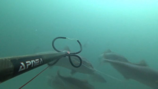 Rekortmen Dalgıç, 40 Kiloluk Boyu Kadar Akya Avladı