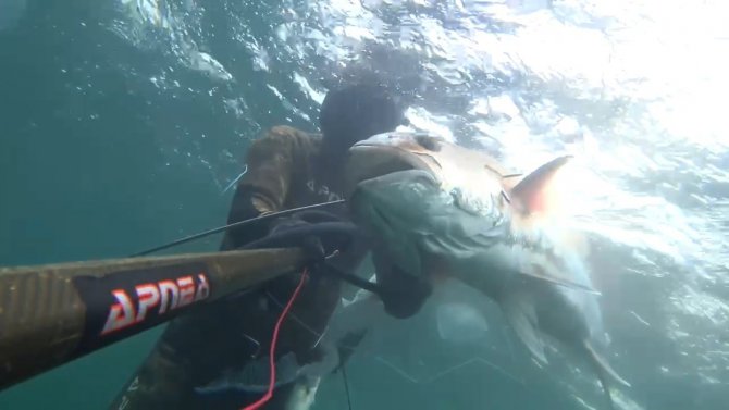 Rekortmen Dalgıç, 40 Kiloluk Boyu Kadar Akya Avladı