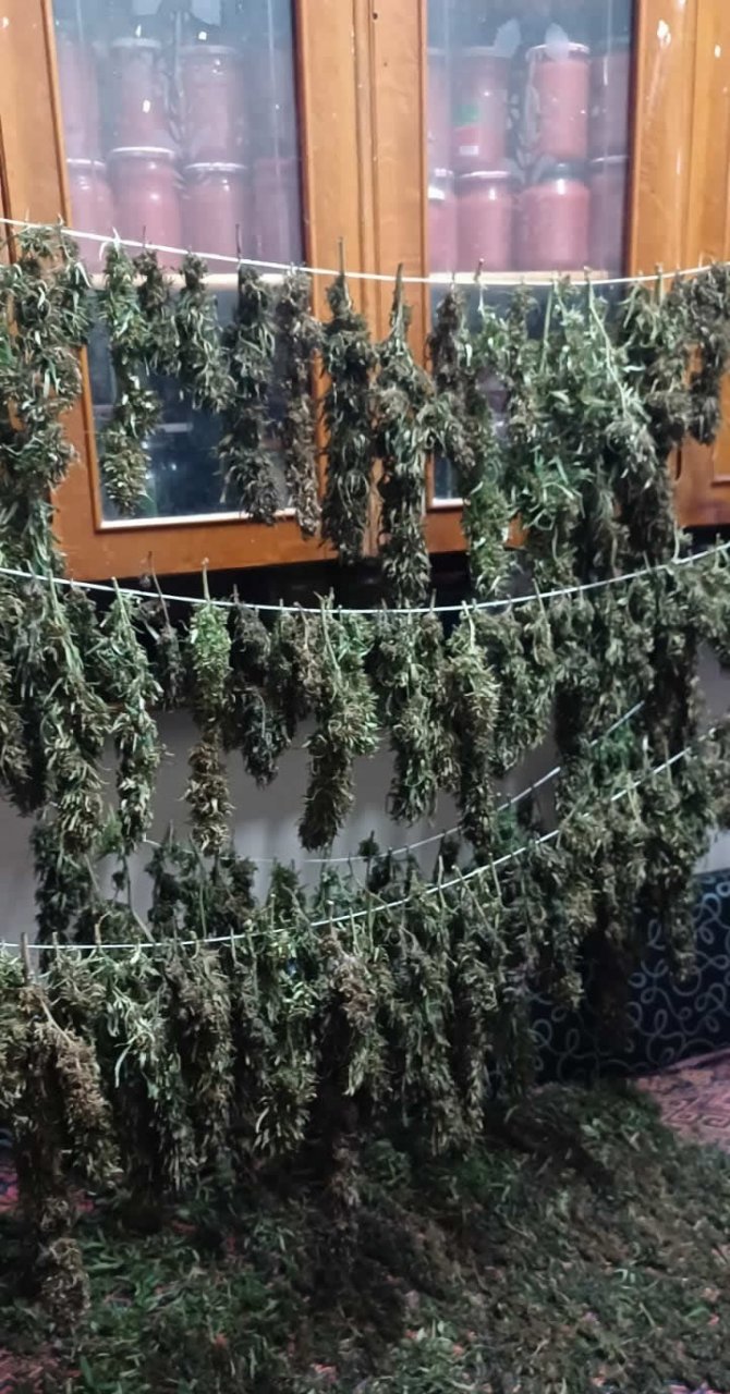 Samsun’da 9 Kilo 975 Gram Esrar Ele Geçirildi: 8 Gözaltı