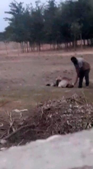 Şanlıurfa’da Dehşete Düşüren Görüntü