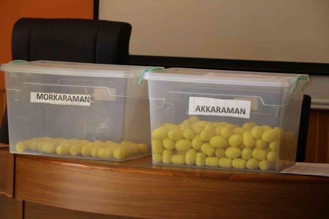 Elazığ’da Damızlık Koç Alımı İçin Kura Çekildi