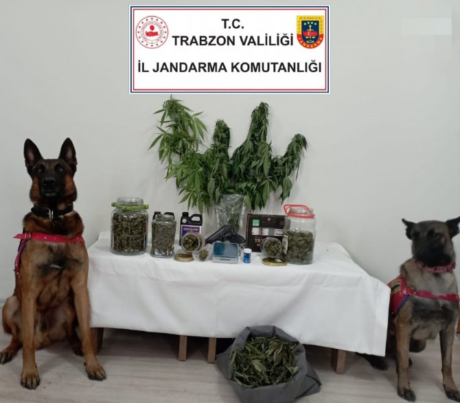 Kenevir Bitkisini Kıyafet Gibi Dolabına Astı Ama Yine De Jandarmadan Kaçamadı