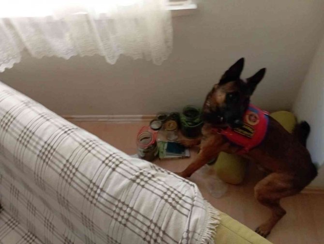 Kenevir Bitkisini Kıyafet Gibi Dolabına Astı Ama Yine De Jandarmadan Kaçamadı