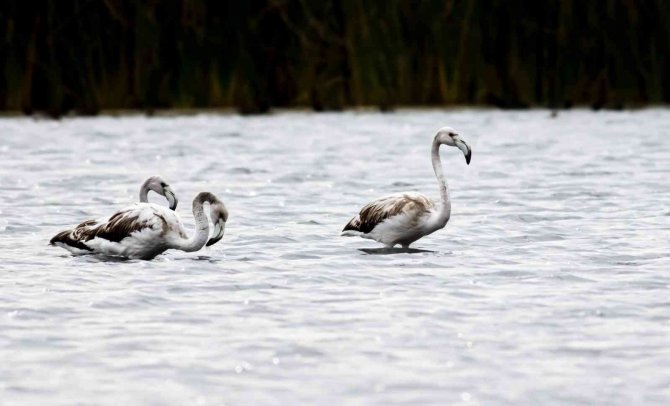 Tuz Gölü Değil Tokat’ta Görüntülendiler, Yüzlercesi Geldi
