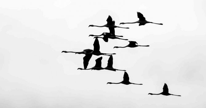 Tuz Gölü Değil Tokat’ta Görüntülendiler, Yüzlercesi Geldi