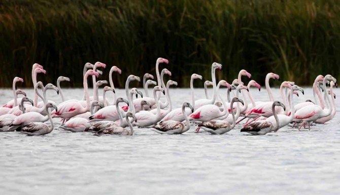Tuz Gölü Değil Tokat’ta Görüntülendiler, Yüzlercesi Geldi