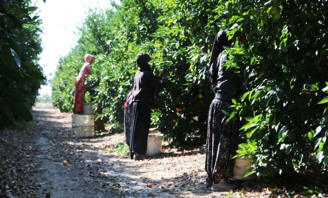 Mandalina Çiftçinin Yüzünü Güldürüyor