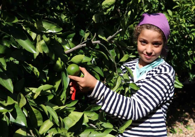 Mandalina Çiftçinin Yüzünü Güldürüyor