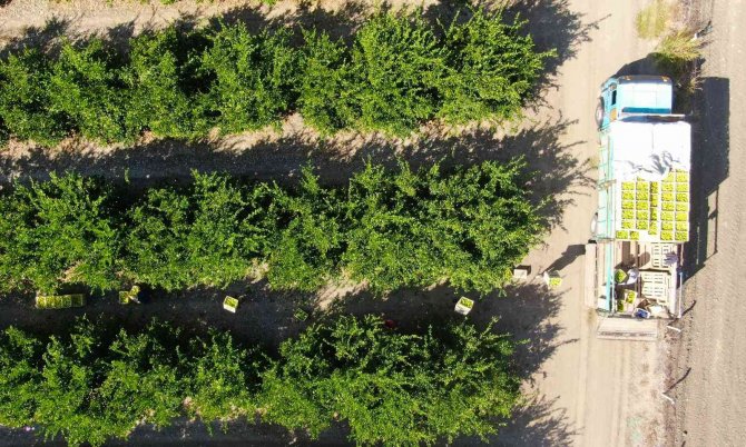 Mandalina Çiftçinin Yüzünü Güldürüyor