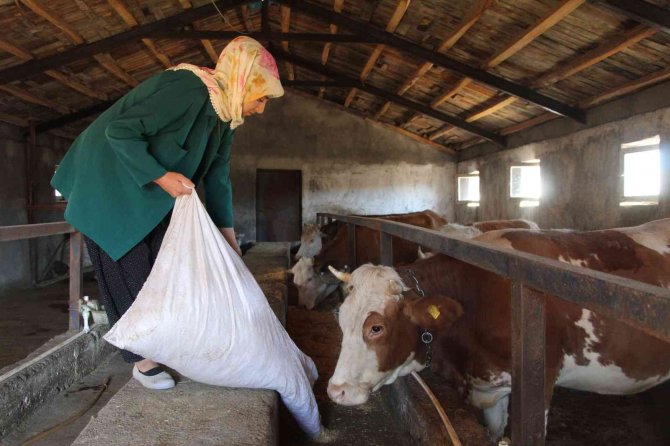 Üniversiteyi Bitirdi, Devletten Aldığı Destek İle Genç Yaşta Besici Oldu