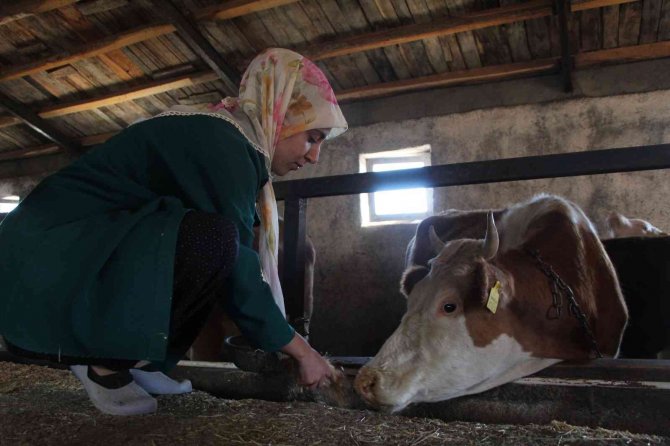 Üniversiteyi Bitirdi, Devletten Aldığı Destek İle Genç Yaşta Besici Oldu