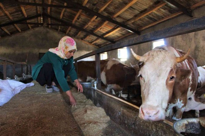 Üniversiteyi Bitirdi, Devletten Aldığı Destek İle Genç Yaşta Besici Oldu