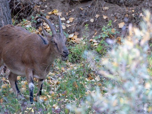 Yaban Keçileri Munzur Dağlarına Güzellik Katıyor