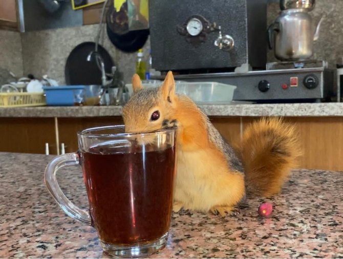 "Boncuk" Sincap Çay Ocağının Maskotu Oldu