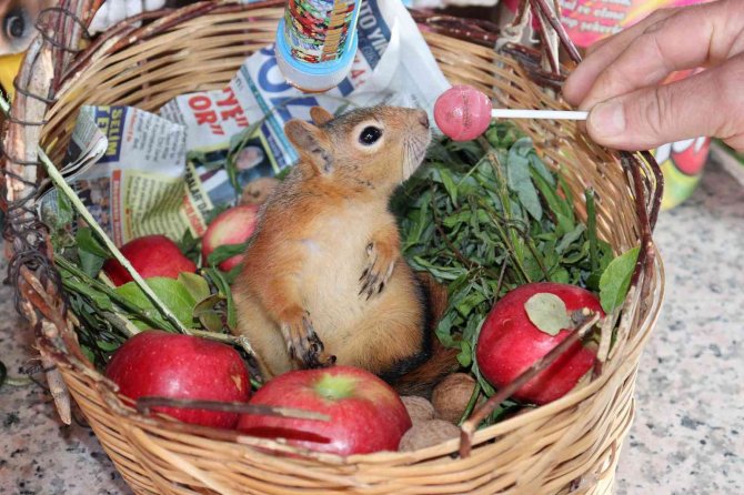 "Boncuk" Sincap Çay Ocağının Maskotu Oldu
