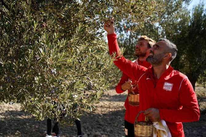 Futbolcular Zeytin Hasadına Katıldı