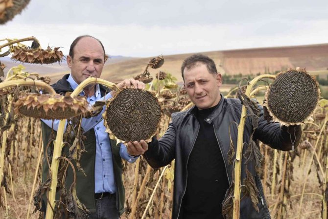 Bayburt’ta Ayçiçeği Hasadı Başladı