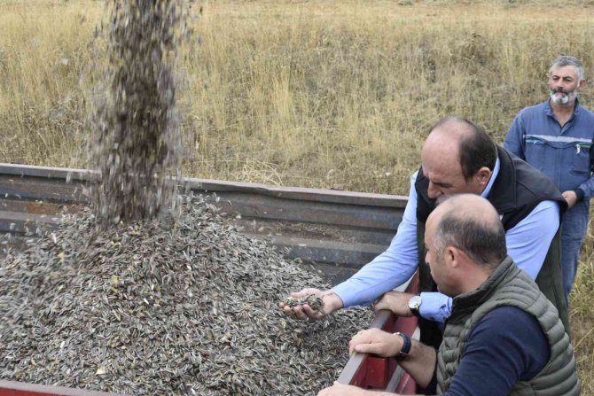 Bayburt’ta Ayçiçeği Hasadı Başladı