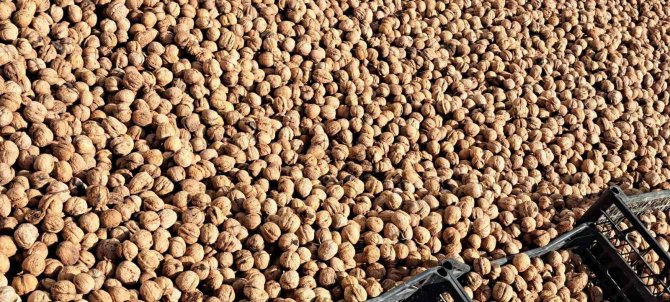 Adilcevaz Cevizinden Çeşitli Ürünler Üretiliyor