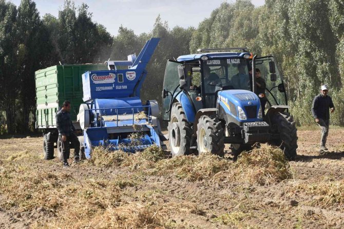 Türkiye’nin Kuru Fasulye İhtiyacını Yüzde 8’ini Ahlat Karşılıyor