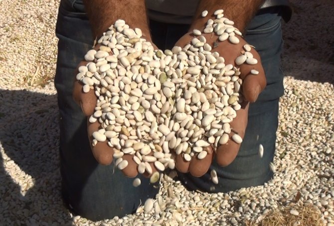 Türkiye’nin Kuru Fasulye İhtiyacını Yüzde 8’ini Ahlat Karşılıyor