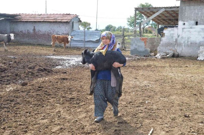 Manda Yavruları ’Çakal’ Tehdidi Altında