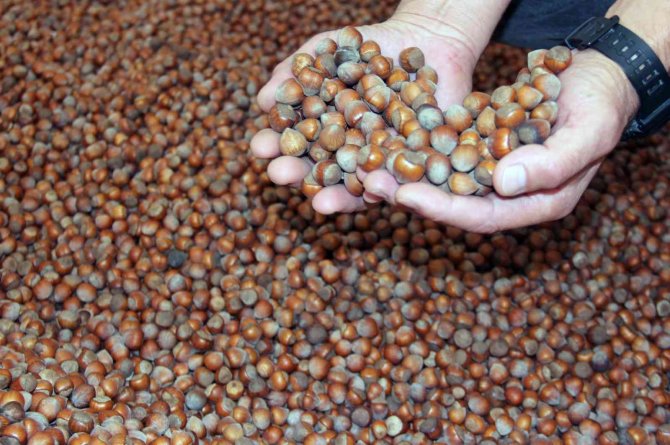 Fındık Fiyatı Haftayı Yükselişle 47 Liradan Kapattı