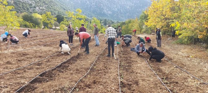 Yok Olma Tehlikesiyle Karşı Karşıya Olan Sütçüler Kekiği Kültüre Alındı