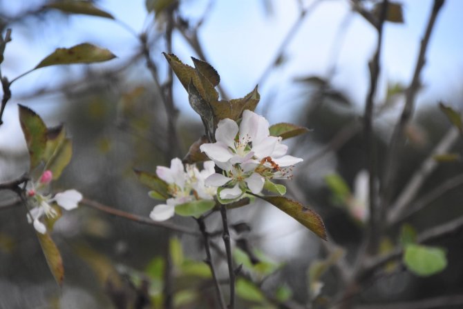 Sinop’ta Kış Öncesi Elma Ağaçları Çiçek Açtı