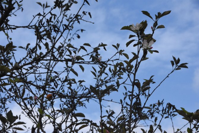 Sinop’ta Kış Öncesi Elma Ağaçları Çiçek Açtı