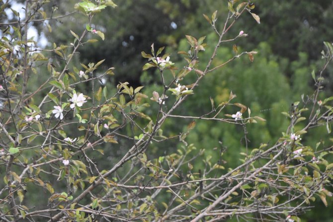 Sinop’ta Kış Öncesi Elma Ağaçları Çiçek Açtı