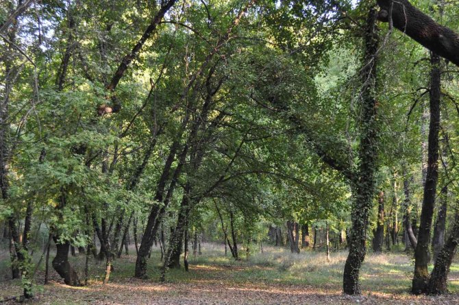 Dünyada Sadece Türkiye’de Yetişen Sığla Ormanlarında Yeni Bir Mantar Türü Keşfedildi