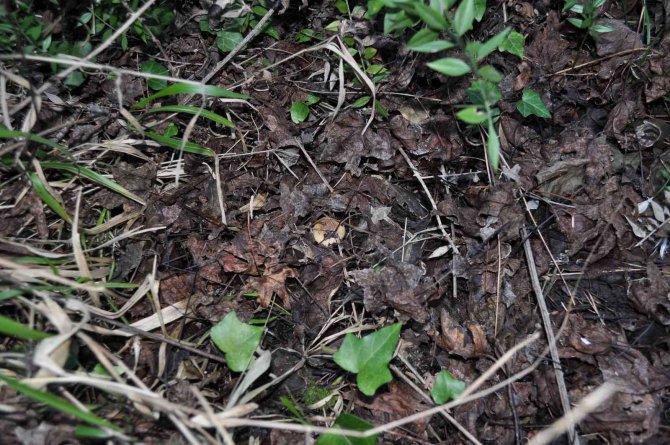 Dünyada Sadece Türkiye’de Yetişen Sığla Ormanlarında Yeni Bir Mantar Türü Keşfedildi