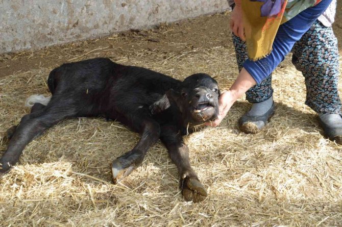 Manda Yavruları ’Çakal’ Tehdidi Altında