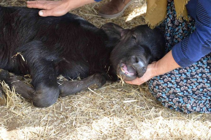 Manda Yavruları ’Çakal’ Tehdidi Altında