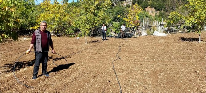 Yok Olma Tehlikesiyle Karşı Karşıya Olan Sütçüler Kekiği Kültüre Alındı