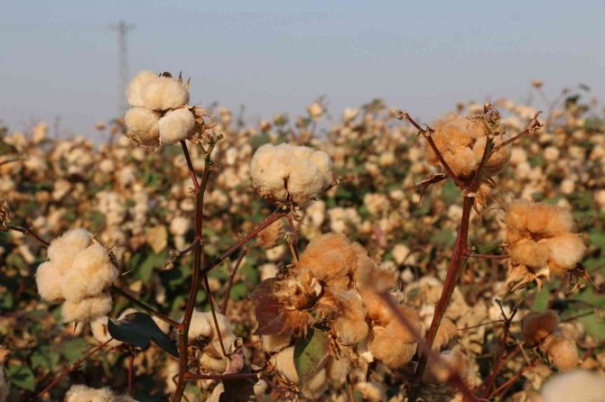 "Gelincik" Ve "Sarıgelin" Hasat Edildi