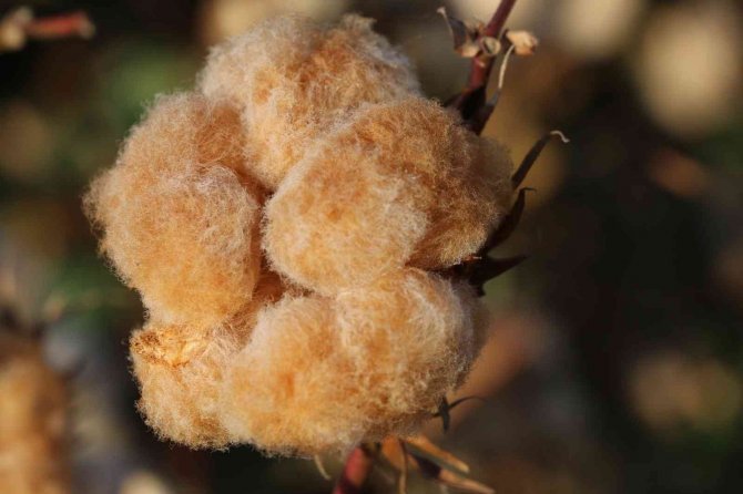 "Gelincik" Ve "Sarıgelin" Hasat Edildi