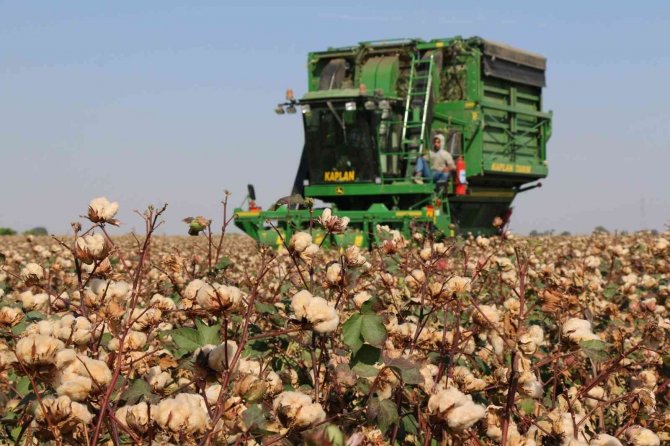 "Gelincik" Ve "Sarıgelin" Hasat Edildi