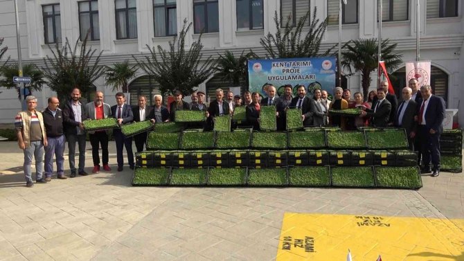 Yalova’da 35 Çiftçiye 500 Bin Adet Kıvırcık Fidesi Dağıtıldı