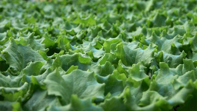 Yalova’da 35 Çiftçiye 500 Bin Adet Kıvırcık Fidesi Dağıtıldı