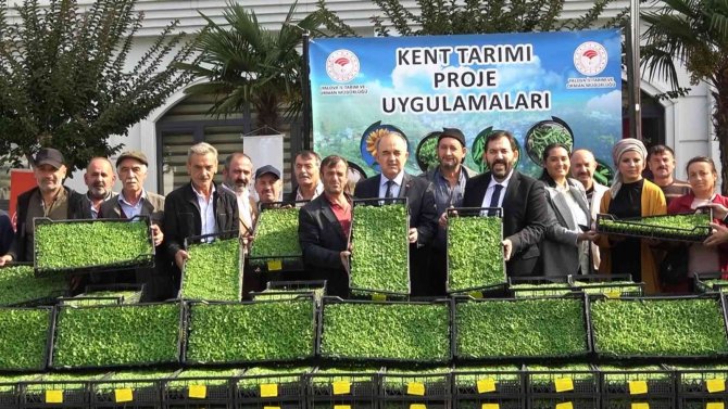 Yalova’da 35 Çiftçiye 500 Bin Adet Kıvırcık Fidesi Dağıtıldı
