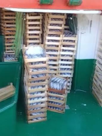 Kasa Kasa Palamutla Dönüyorlar: Karadeniz Bereketi