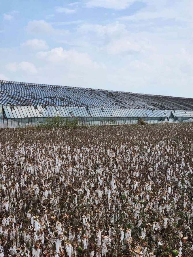 Toplanmayı Bekleyen Pamuğu Dolu Vurdu