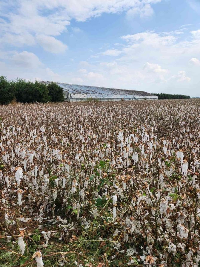 Toplanmayı Bekleyen Pamuğu Dolu Vurdu