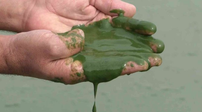 Kars Baraj Gölü Yeşile Büründü, Etrafa Pis Kokular Yayıldı